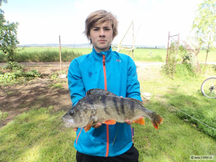 okoun 44 cm