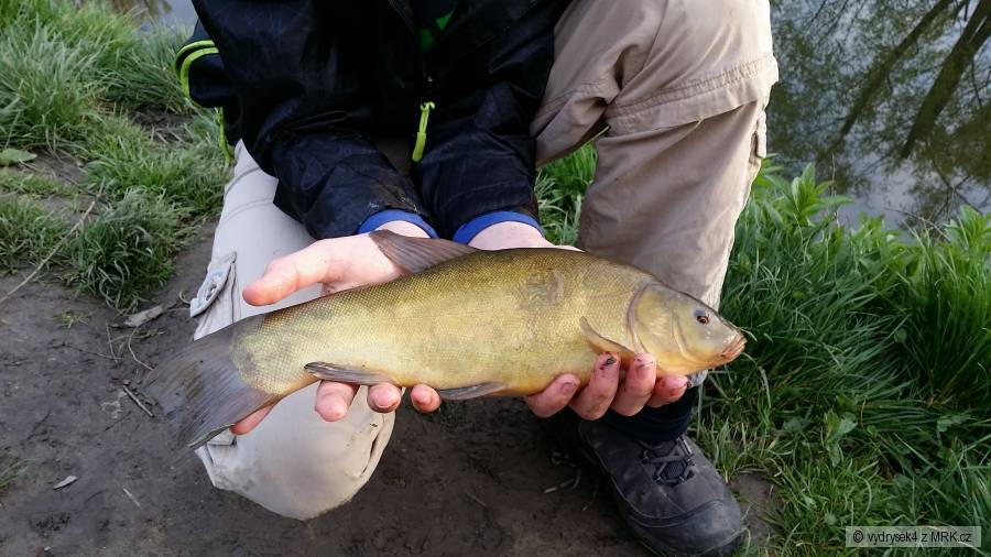 Lín obecný 37 cm