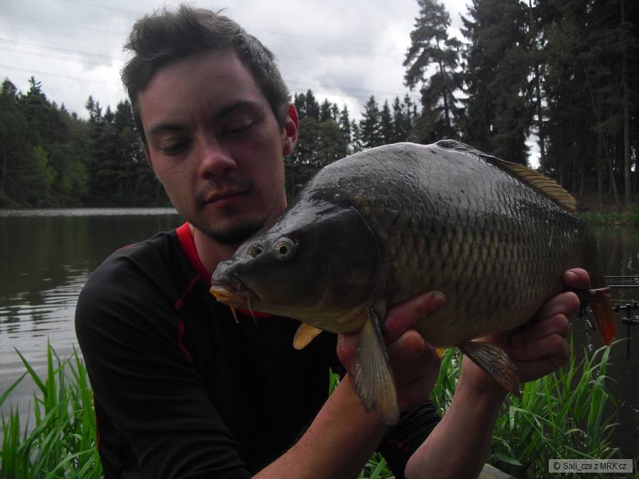 KAPR OBECNÝ - 55CM/2,9kg