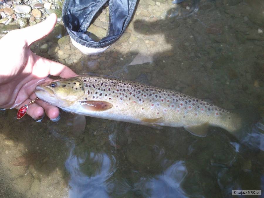 Potočák 37 cm