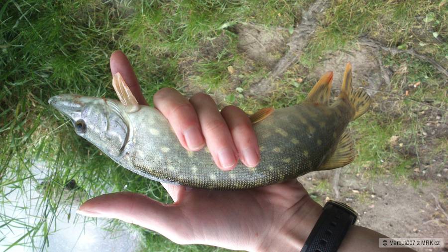 na začátek sezony dravců přišla malá kudlička