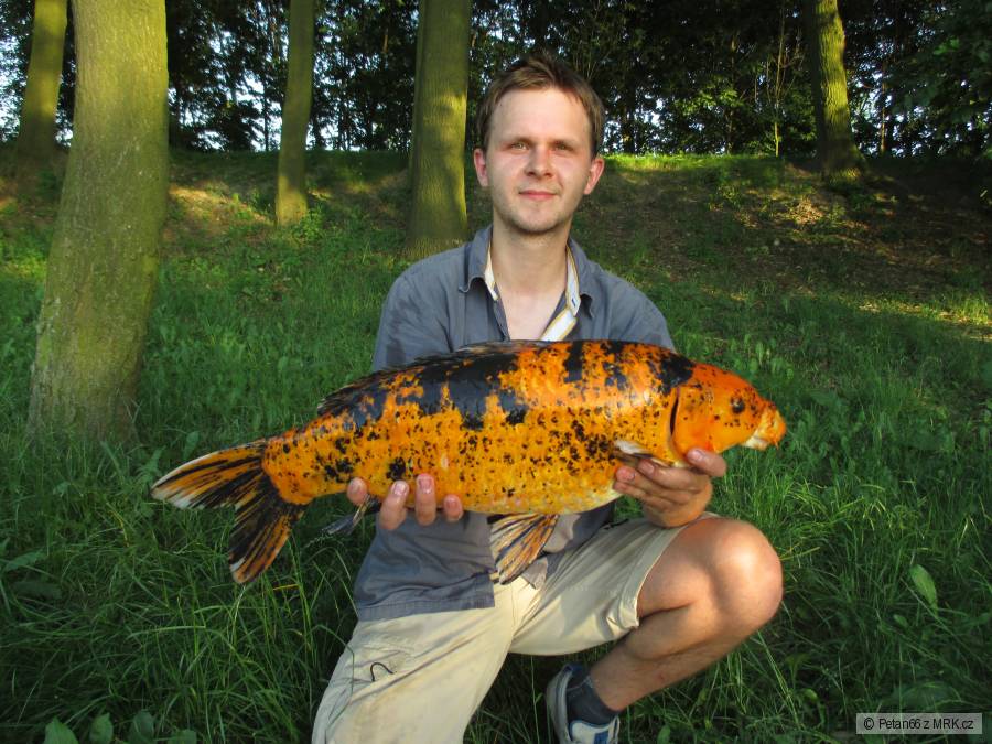 koi kapr 65