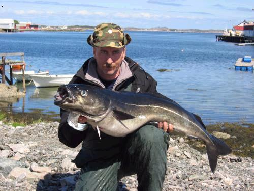Treska 120cm, 13kg