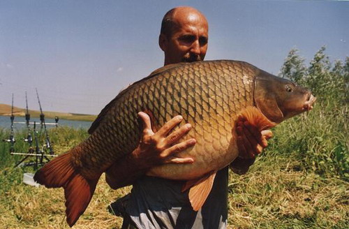 Kapr 22,5kg