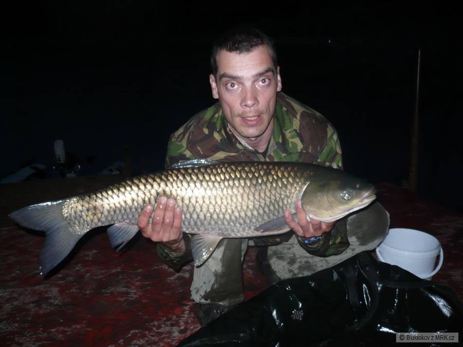amur 85cm