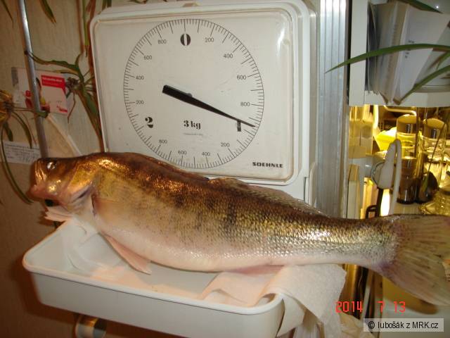 Okoun 46 cm.