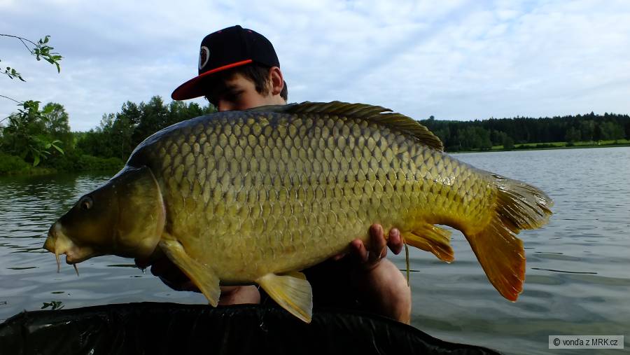 Kapr 14kg