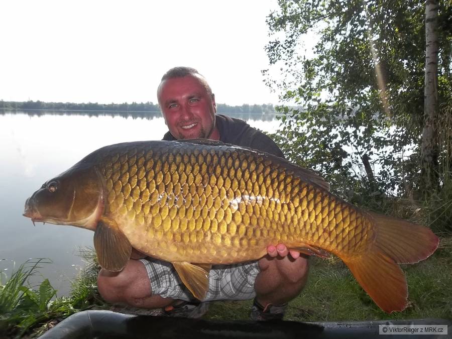 kapr 12,95kg
