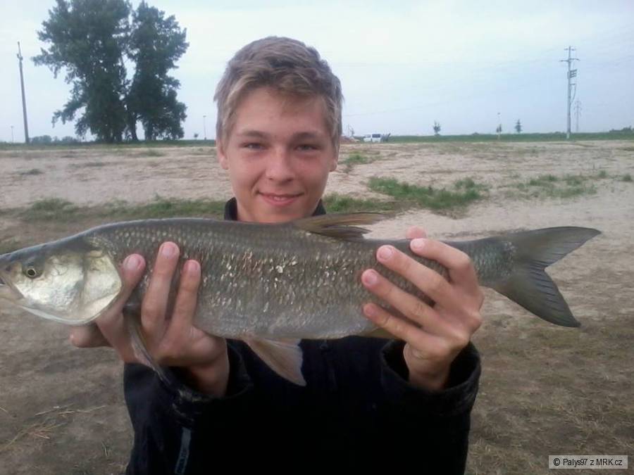 Bolen 60cm