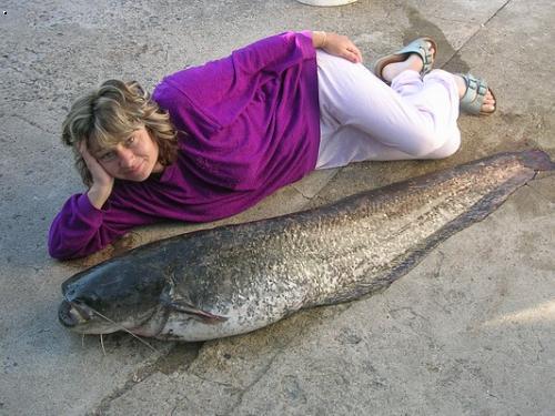 sumec 158cm 34kg