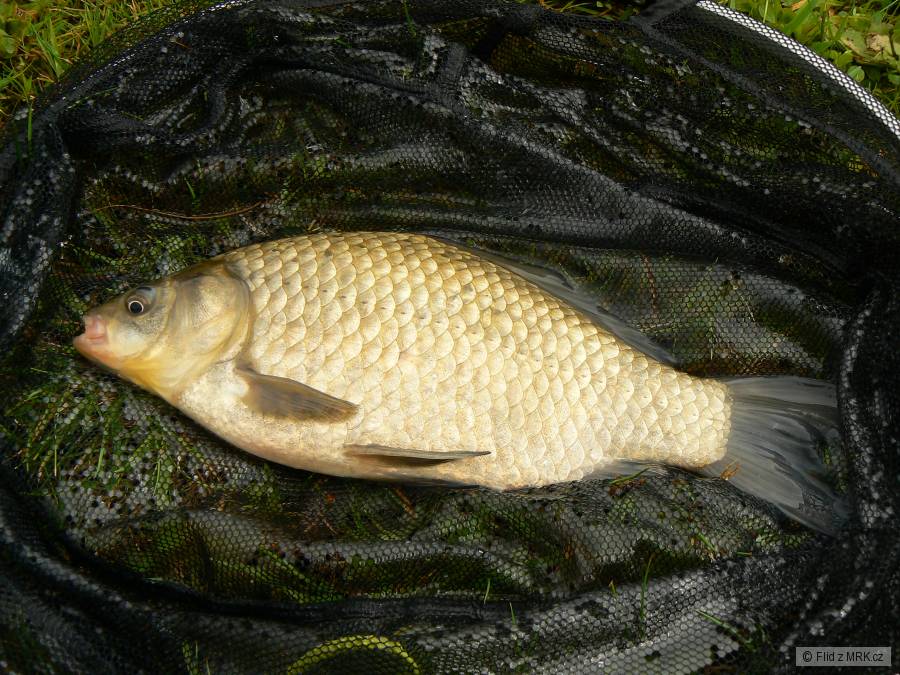 Karásek