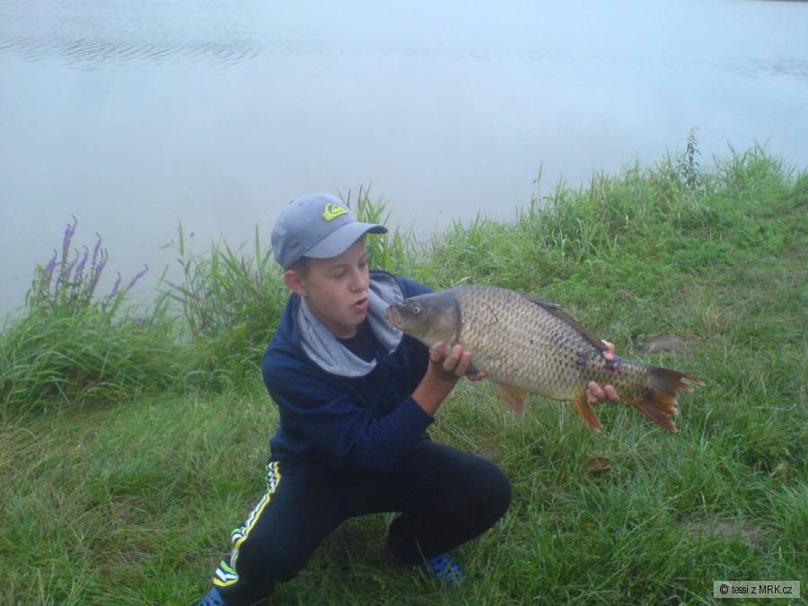 Kapr 60 cm