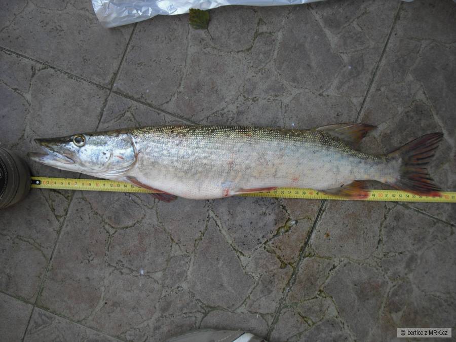 štika