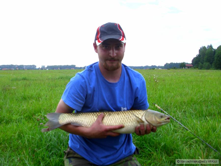 Amur Bílý 70cm