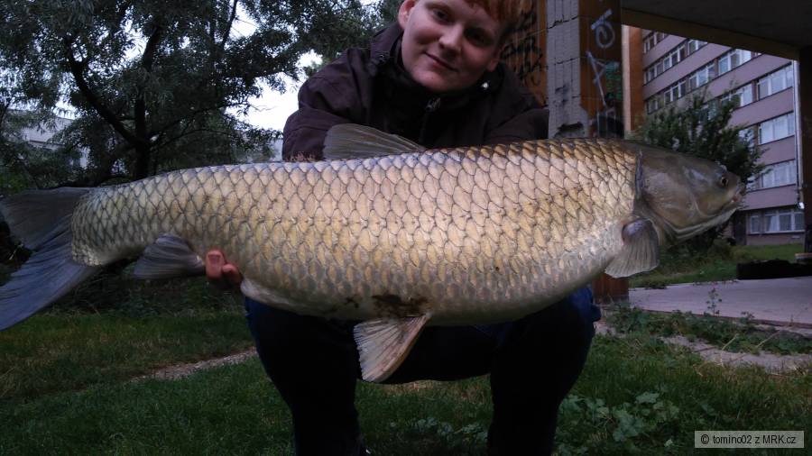 amur 94cm 12,3kg