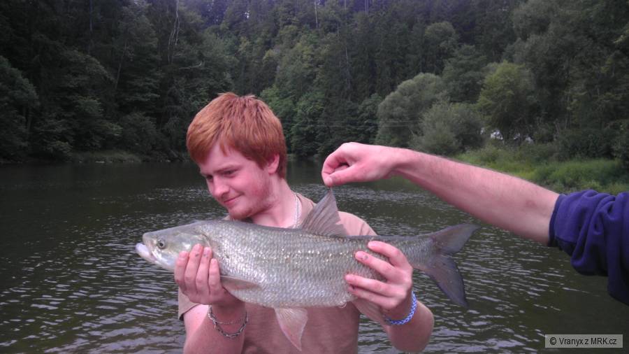 Bolen 65 cm.