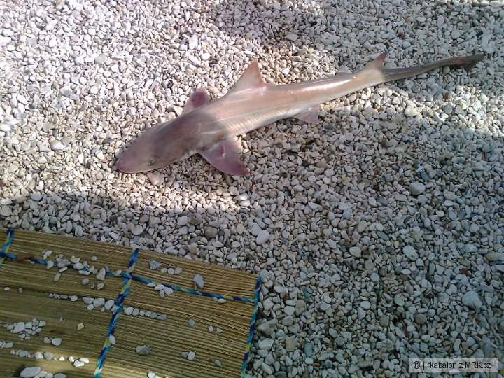 žraloček chorvatsko 122cm