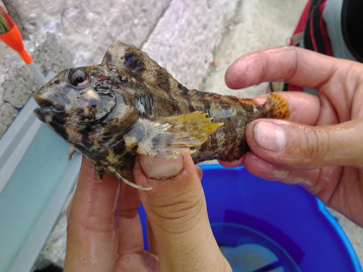 slizoun