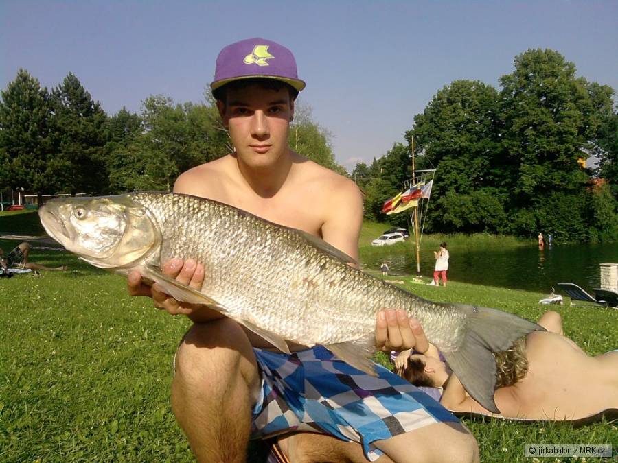 bolen dravý