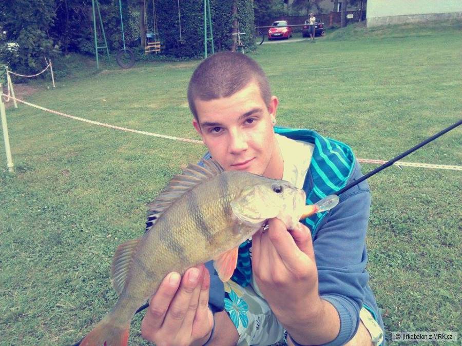 okoun 36cm