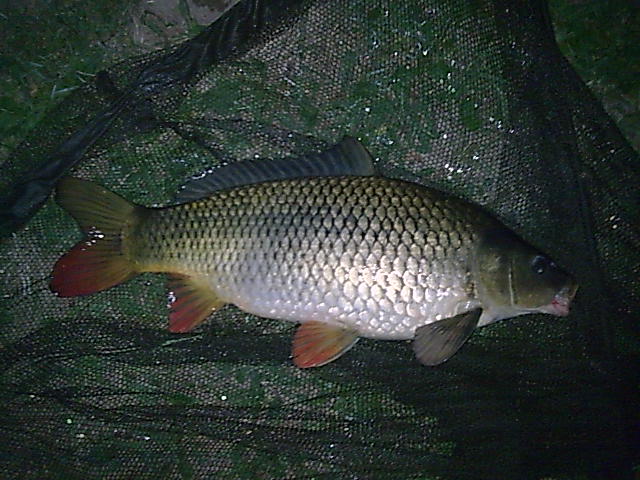 Labaček 62cm