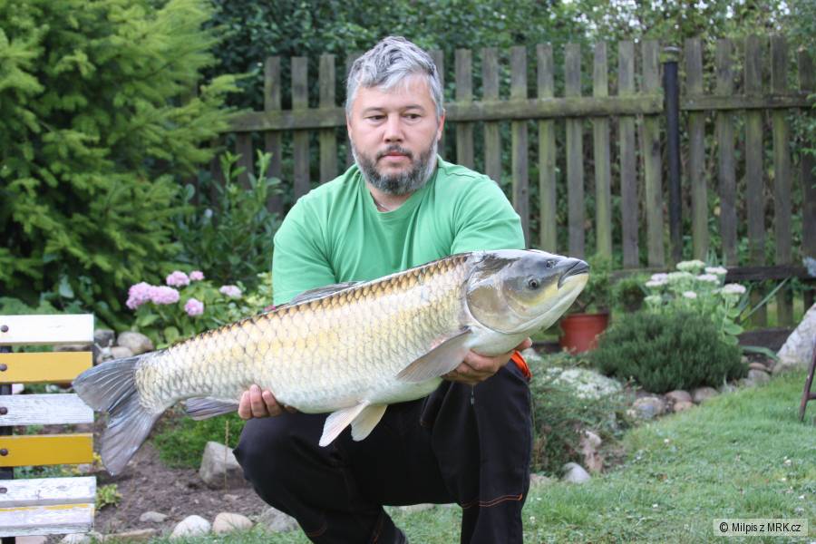 Amur 100cm