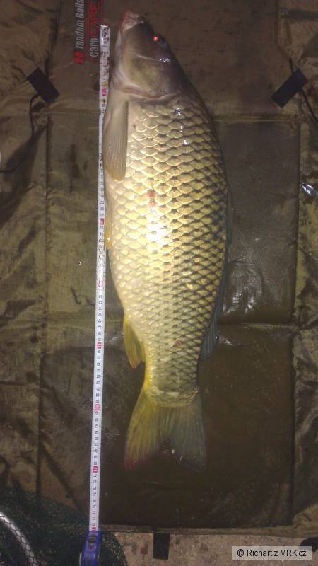 kaprik 70cm