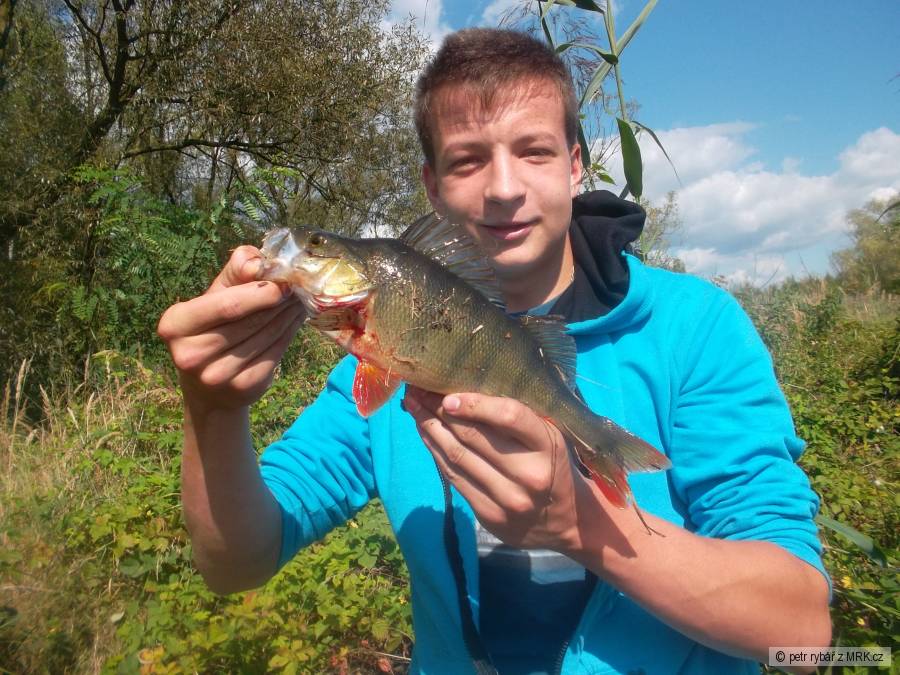 okounek 35cm