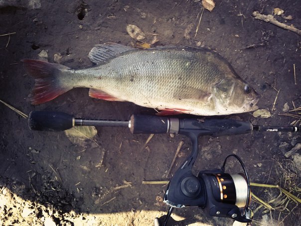 okoun 35cm