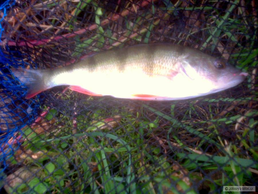 ostriež 21cm