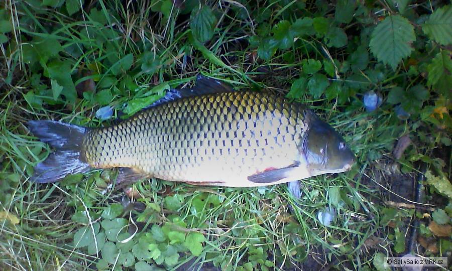 muj osobak 60cm