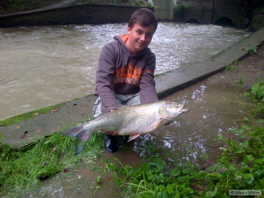 Bolen 76 cm