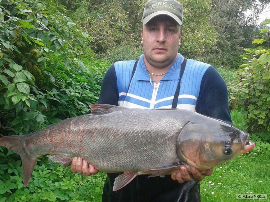 10 kg