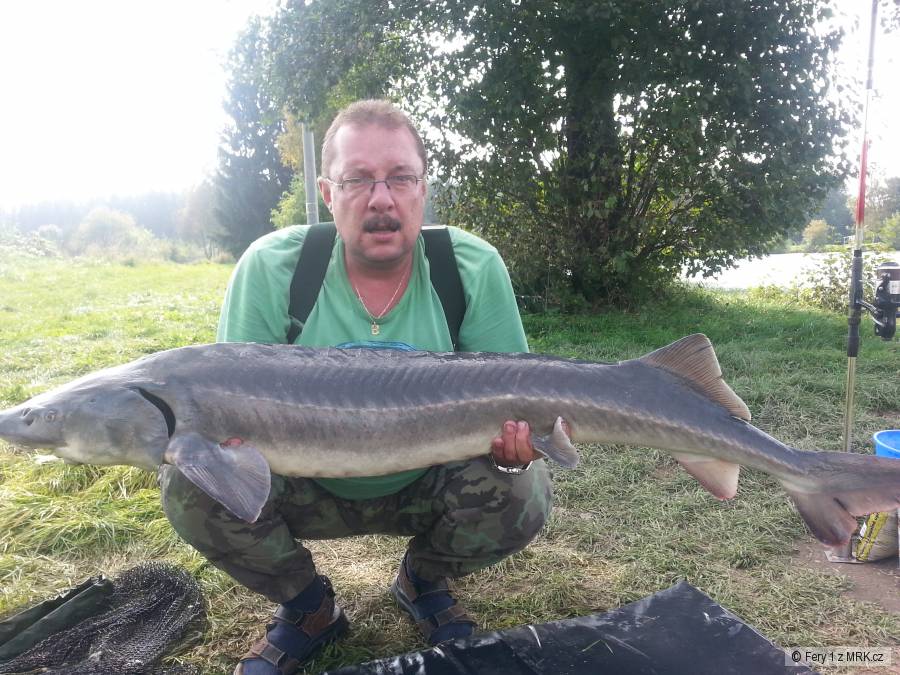 Jeseter 138 cm