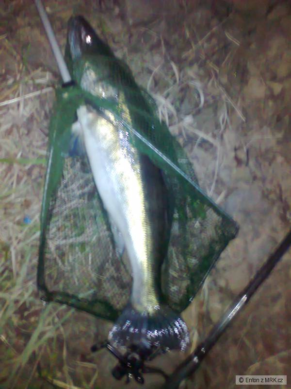 candat