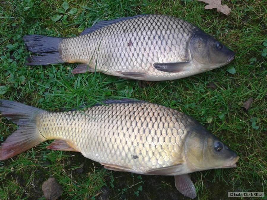 Kapři 47cm a 46cm Jikrnačka a Mlíčňák