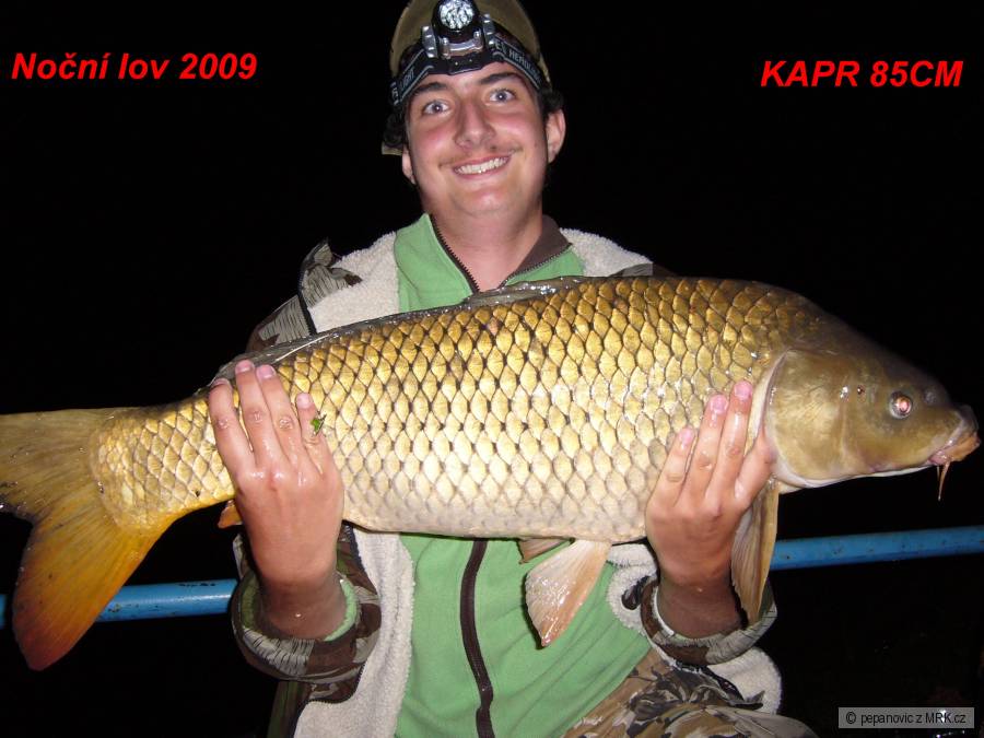 kapr 85 cm