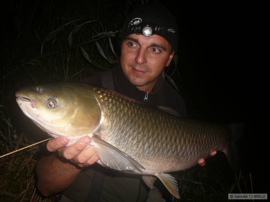 amur 76cm