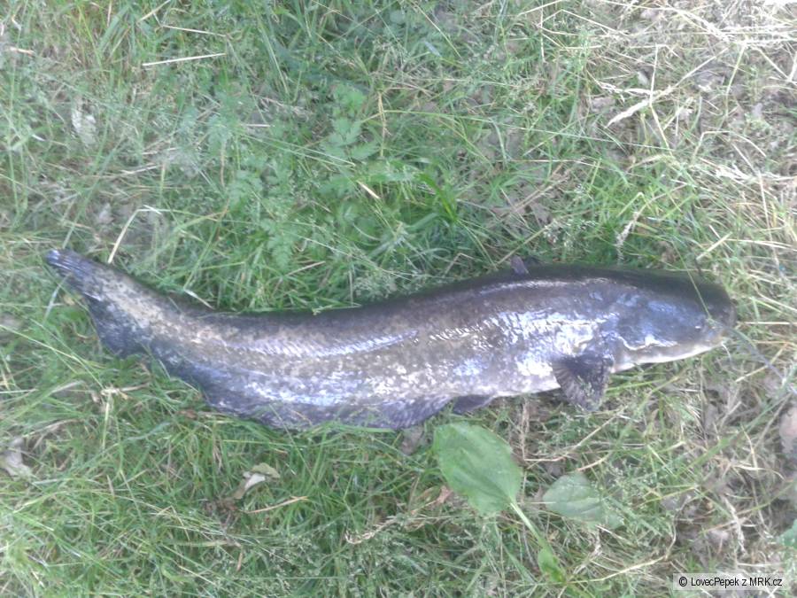 Sumeček 94cm