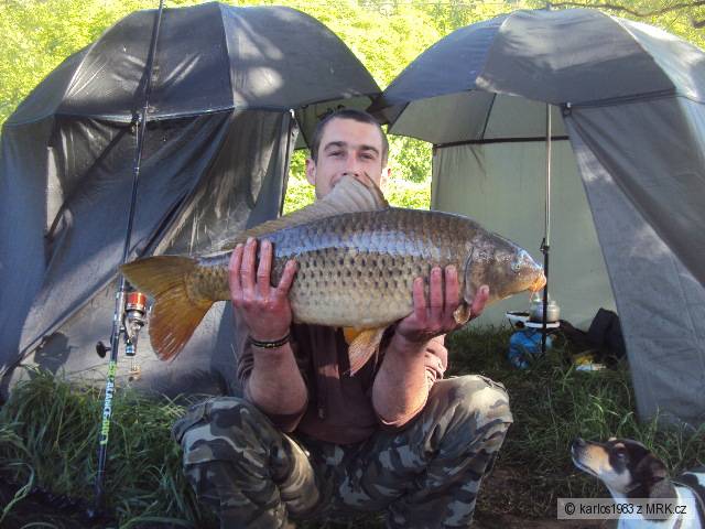 kaprik 74cm 8 kg