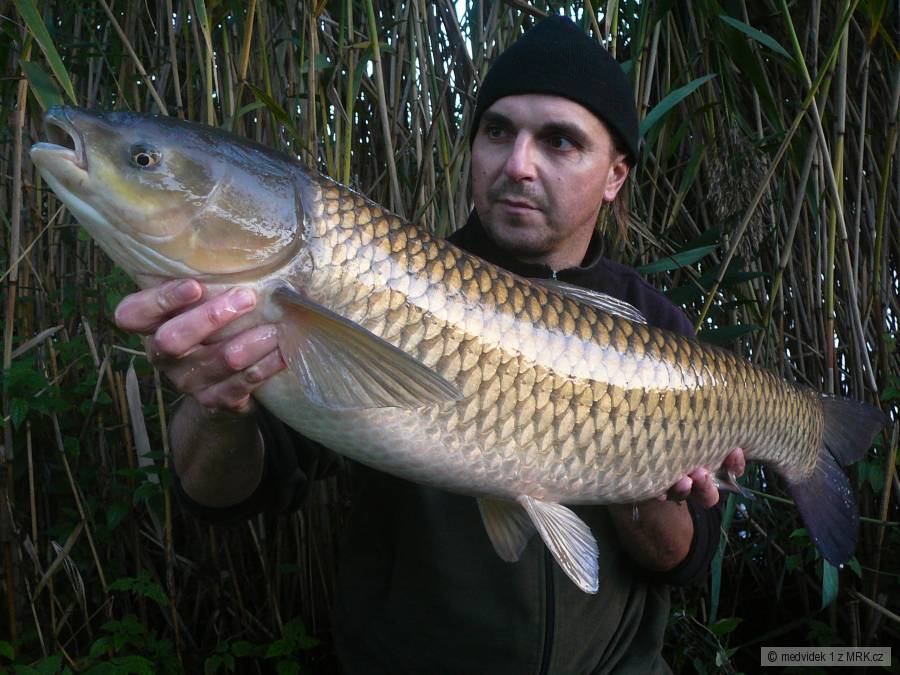 Amur 97cm 10,1kg