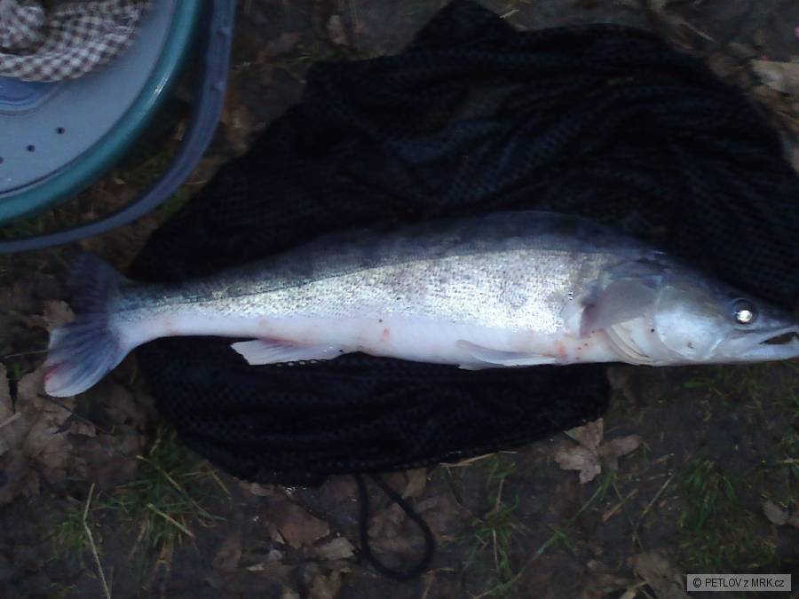 Candos 61 cm svazovka lysky 2014 listopad..15h.