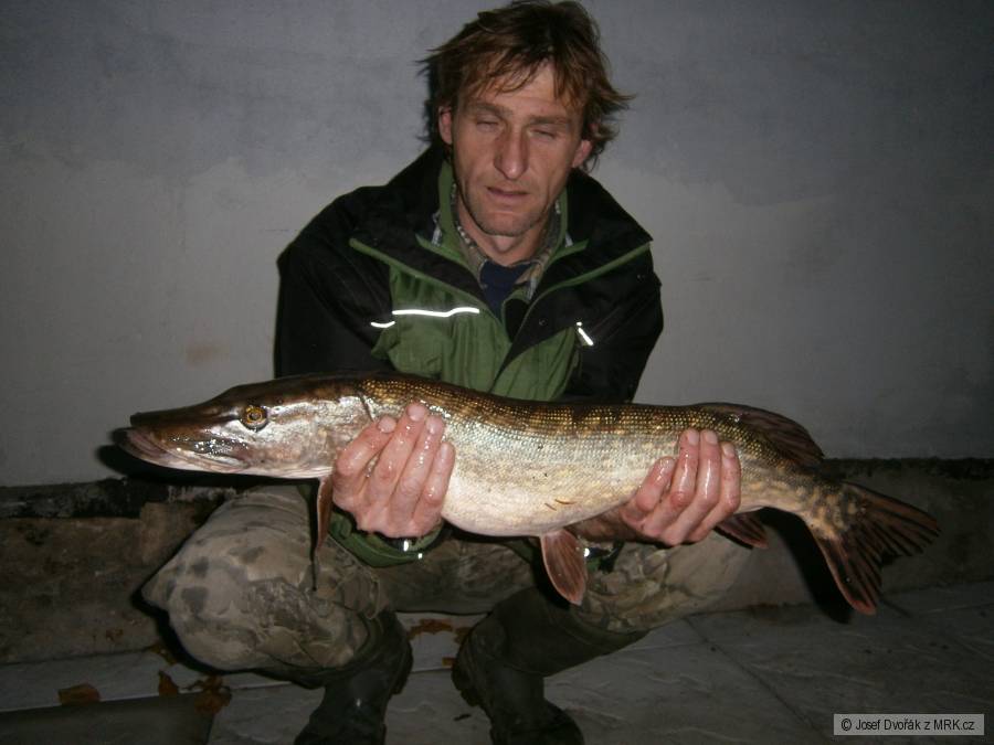 Štika