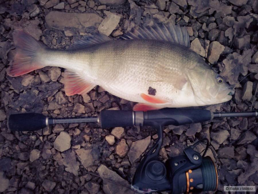 Okoun 39cm