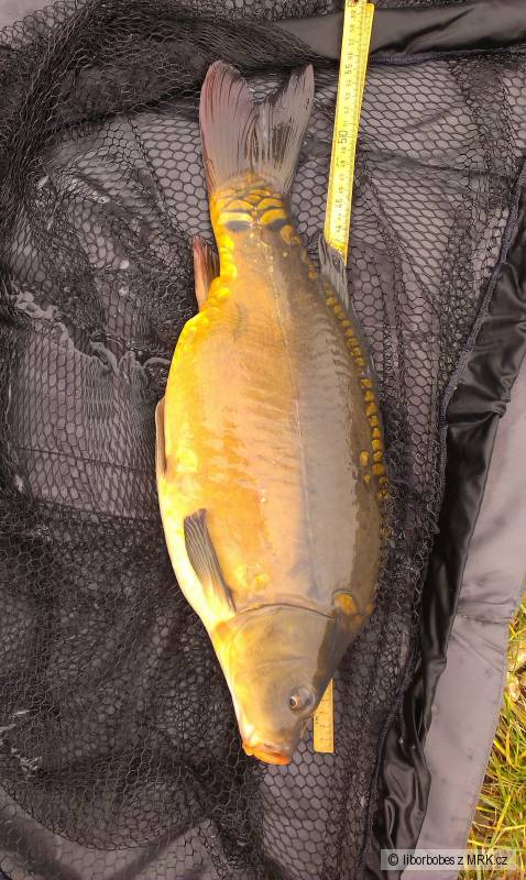 Kapr 56cm