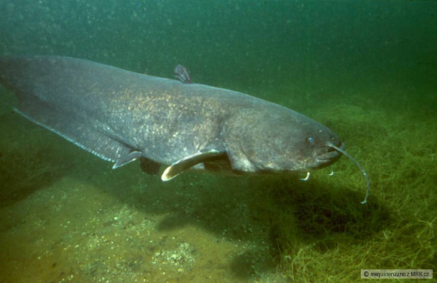 SILURUS GLANIS