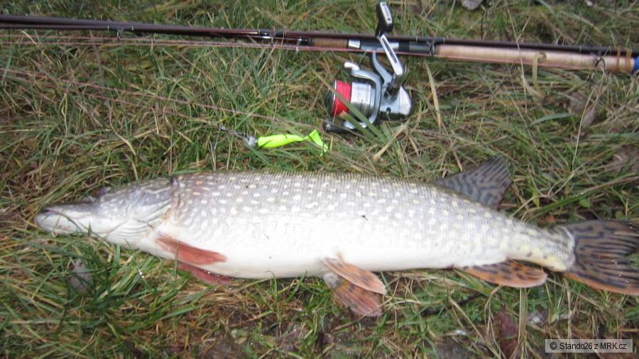 Štuka 71cm