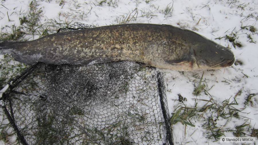 Silvestovsky sumec130cm