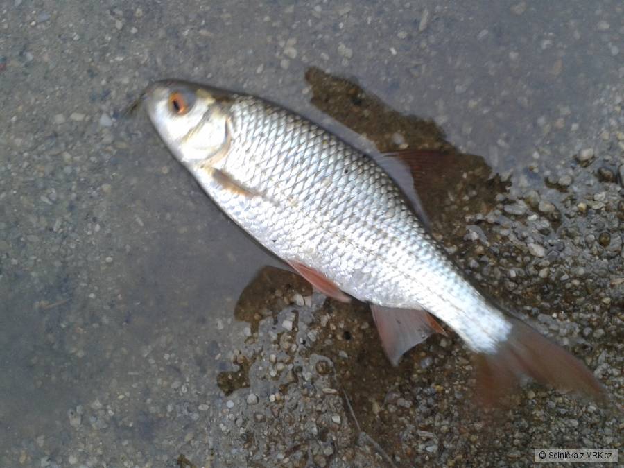 Letošní první chytáni :) na feeder