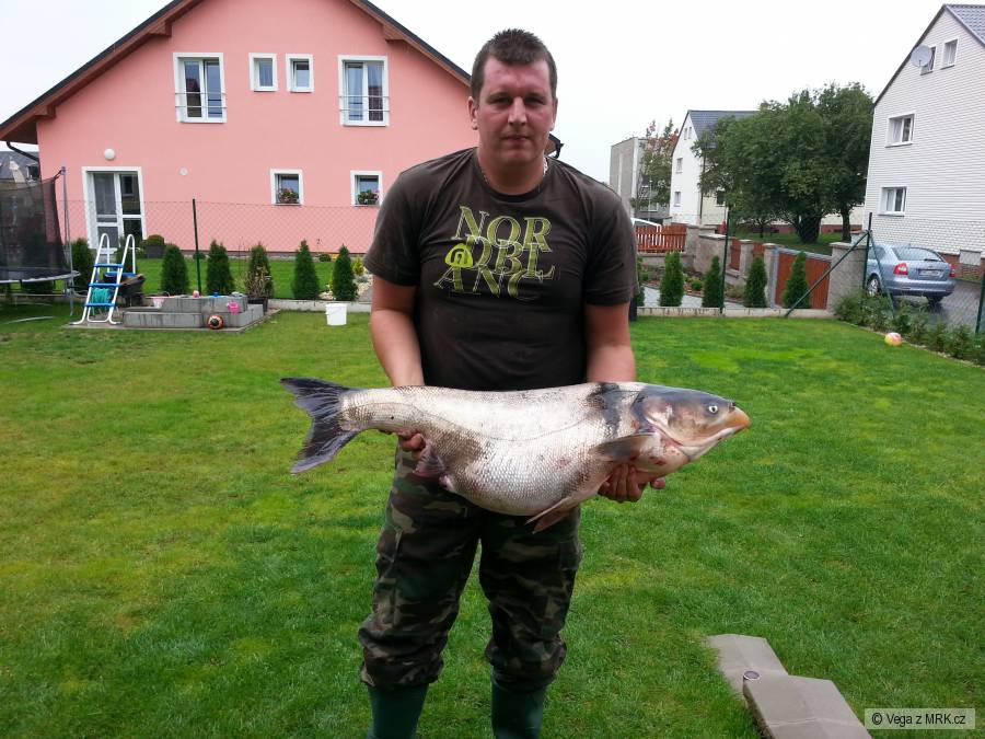 Tolstolobik 95cm / 15,5 kg